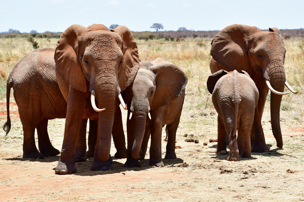 Tsavo East National Park